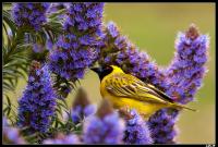 Tisserin à tête rousse