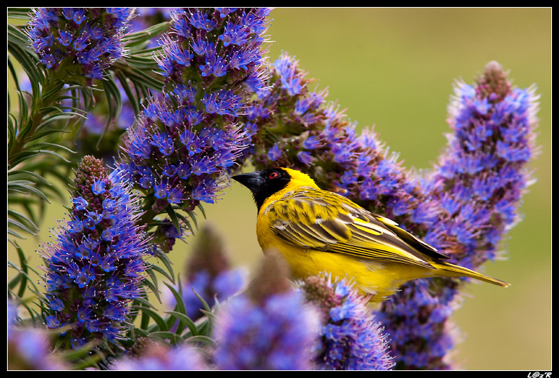 Tisserin à tête rousse
