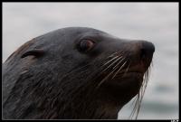 Otarie à fourrure d'Afrique du Sud