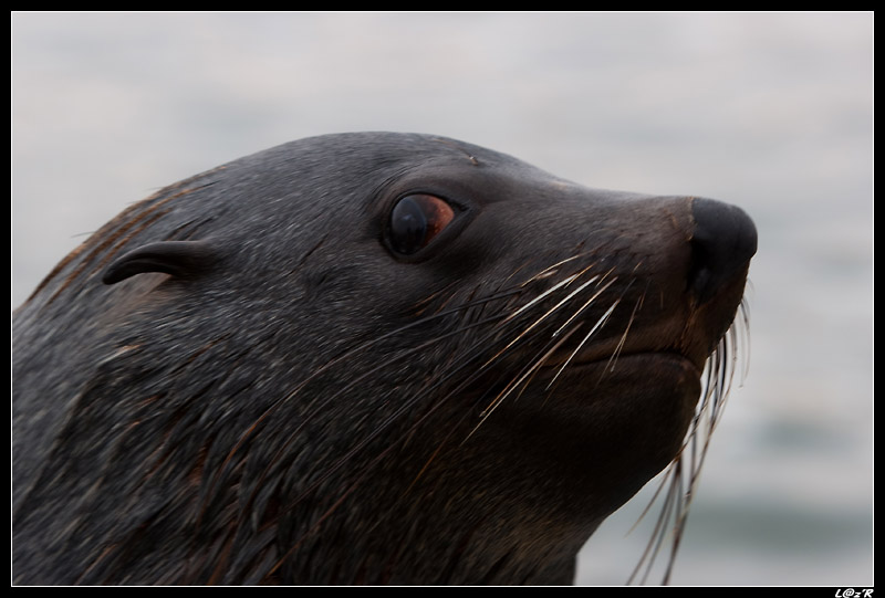 Otarie à fourrure d'Afrique du Sud