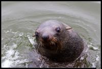 Otarie à fourrure d'Afrique du Sud