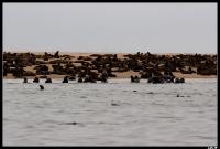 Colonie d'otaries à fourrure