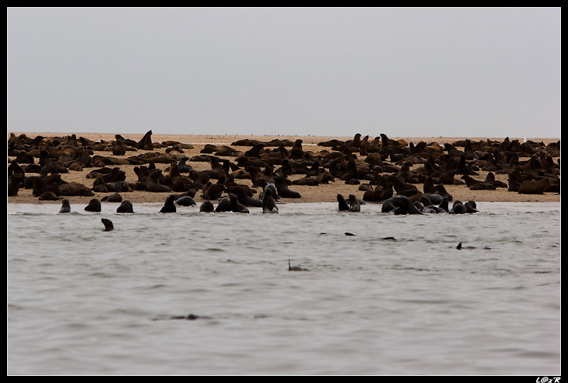 Colonie d'otaries à fourrure