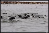 Colonie d'otaries à fourrure