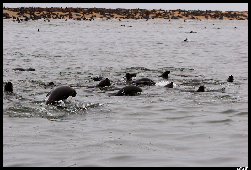 Colonie d'otaries à fourrure