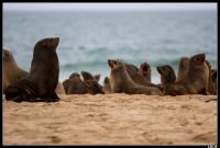 Colonie d'otaries à fourrure