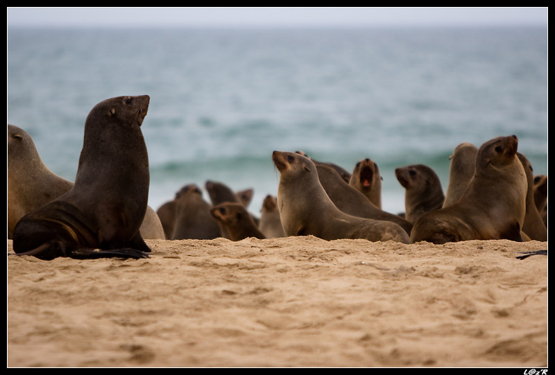 Colonie d'otaries à fourrure