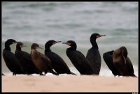 Cormorans