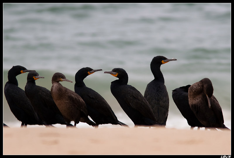 Cormorans