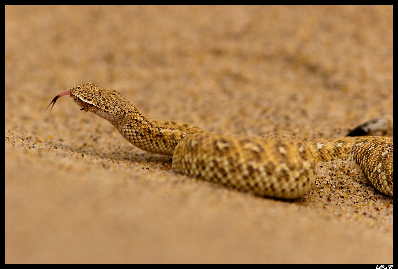 Vipère des sables