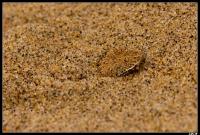 Vipère des sables