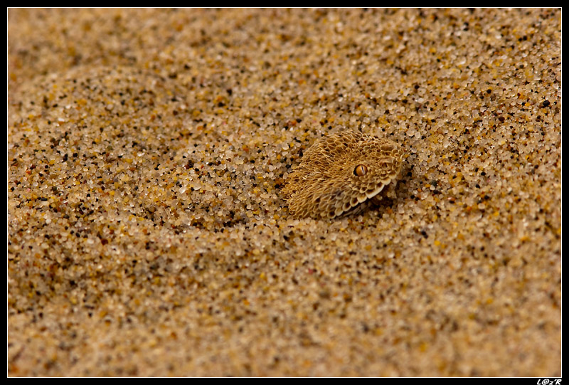Vipère des sables