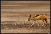 Chacal à chabraque