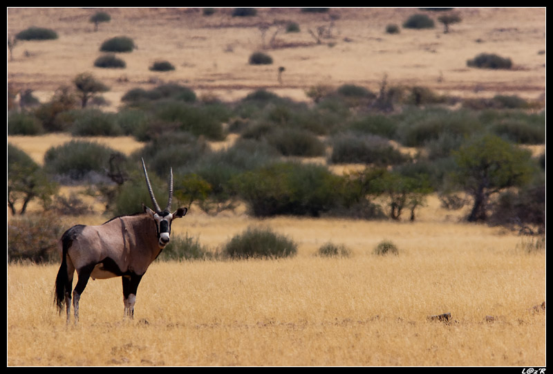 Oryx