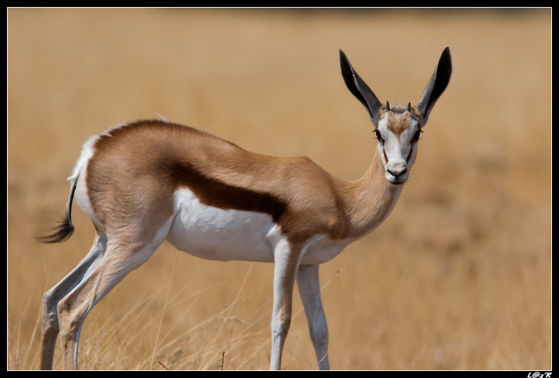 Springbok