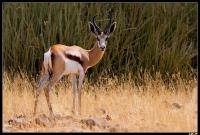 Springbok
