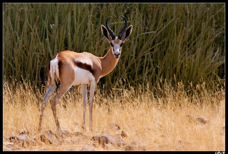 Springbok