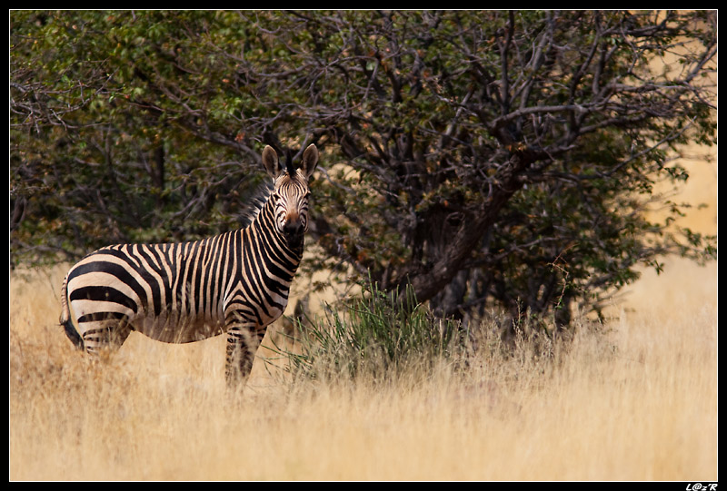 Zèbre