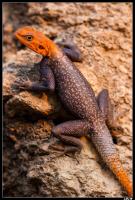 Lézard Agama Agama