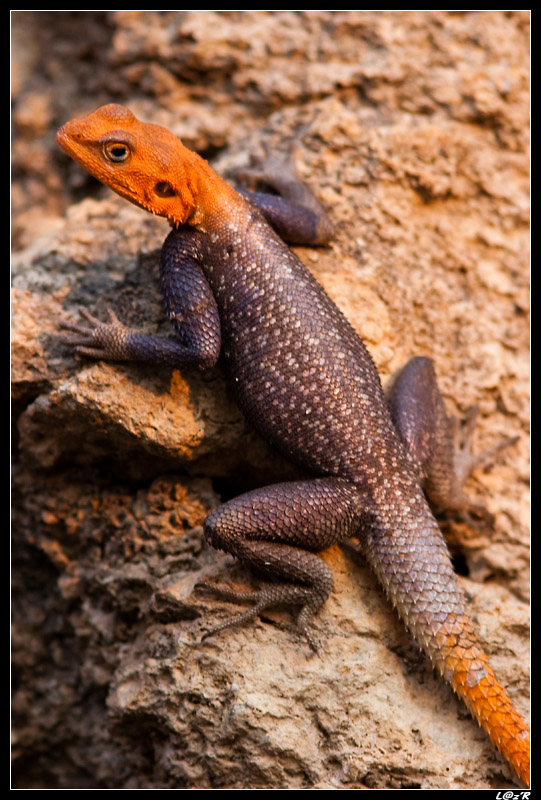 Lézard Agama Agama