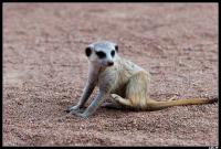 Suricate