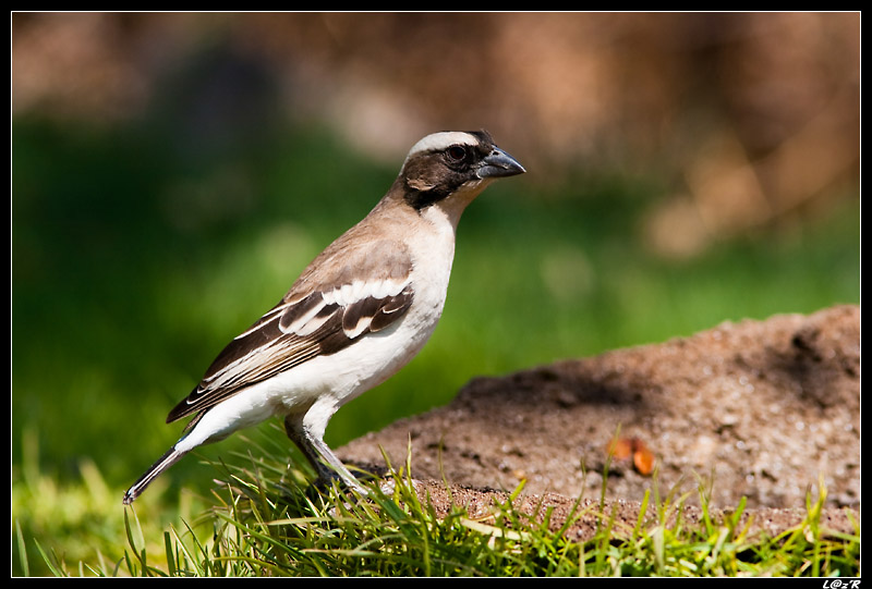 Mahali à sourcils blancs