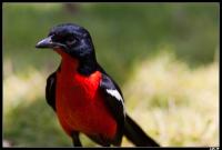 Gonolek rouge et noir