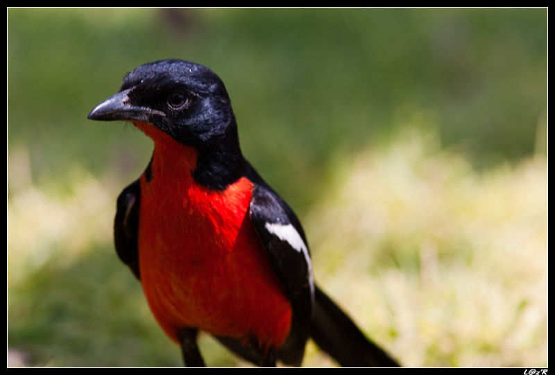 Gonolek rouge et noir