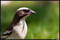 Mahali à sourcils blancs
