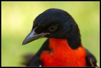 Gonolek rouge et noir
