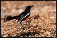 Gonolek rouge et noir