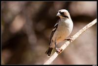 Mahali à sourcils blancs