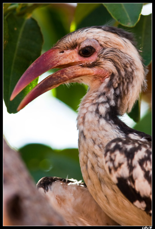 Calao d'Afrique du Sud