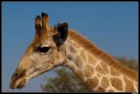 Girafe