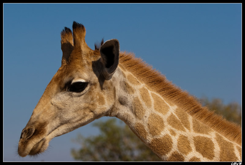 Girafe