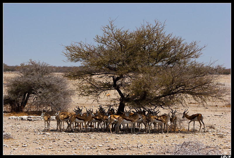 Springboks à l'ombre
