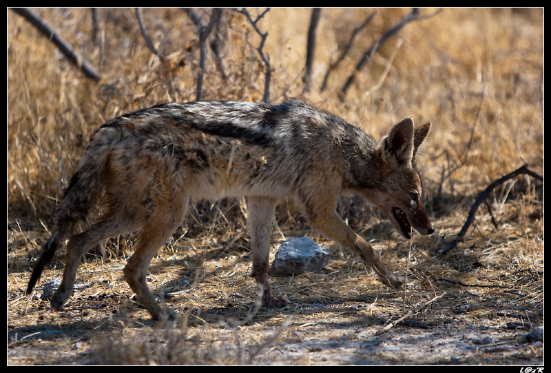 Chacal à chabraque