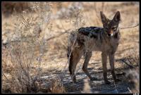 Chacal à chabraque