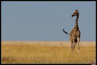 J16 - Etosha