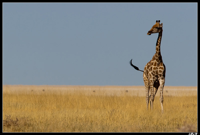 Girafe