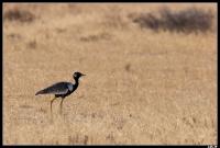 Outarde à miroir blanc