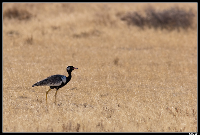 Outarde à miroir blanc