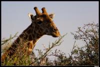 Girafe