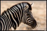 Zèbre de Burchell