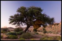 Nid de républicain social