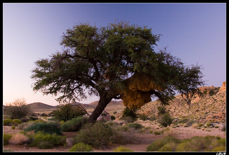 Nid de républicain social