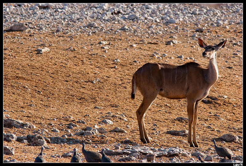 Grand Koudou femelle