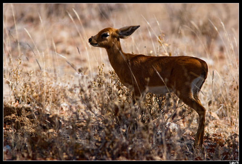 Steenbok