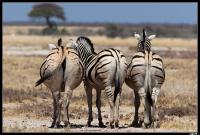 J17 - Etosha