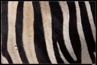 Peau de zèbre